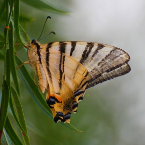 iphiclides podalirius ok